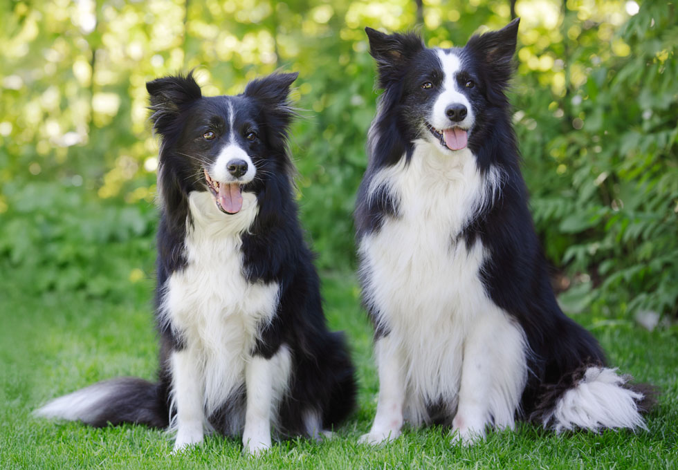 Die Border Collies Ellie und Jack sind dir Unterstützer beim hundegestützten Coaching