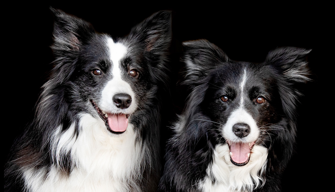 IFS Internal Family Systems Coaching mit tiergestützter Begleitung Hundegestütztes Coaching mit IFS Internal Family Systems